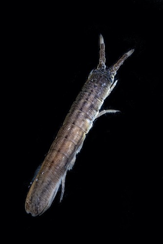 Cleantis tubicola