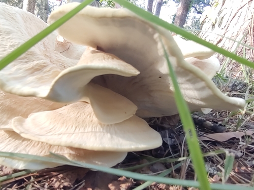 Bondarzewiaceae image