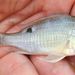 Cupid Cichlid - Photo (c) karsten_s, some rights reserved (CC BY-NC-ND), uploaded by karsten_s