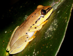 Heterixalus madagascariensis