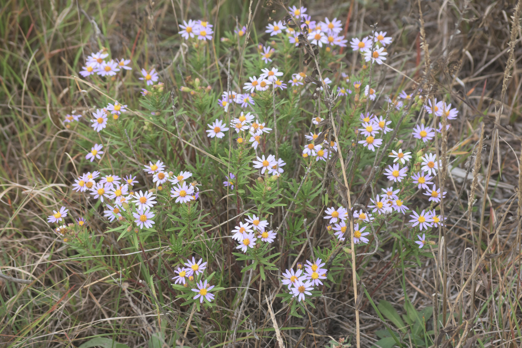 Flax-leaved Aster from Schluckebier Prairie, Sauk County, WI, USA on ...