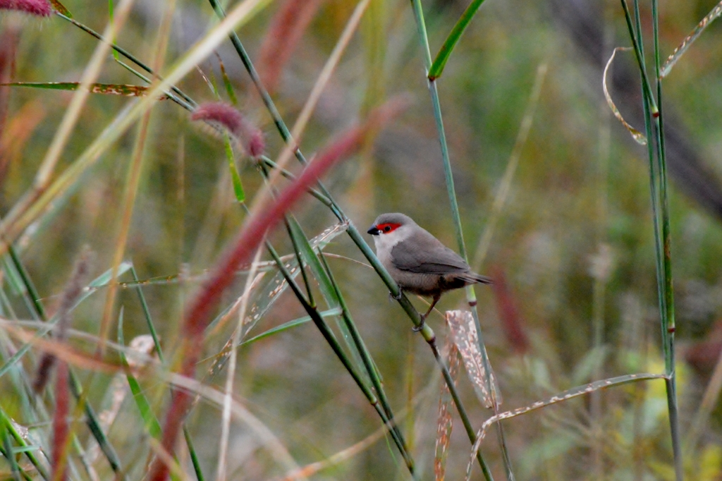 Foto de Common Waxbill