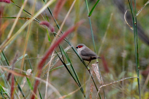 Common Waxbill