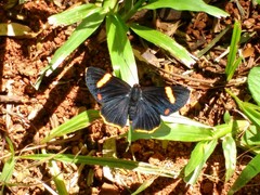Riodina lycisca