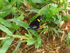 Riodina lycisca
