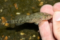 Skilletfish photo 2