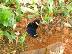 Riodina lycisca