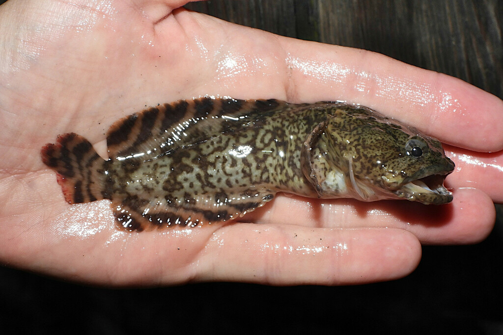 Oyster Toadfish from Worcester County, MD, USA on September 17, 2023 at
