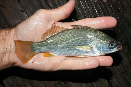 Silver Perch