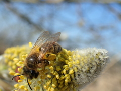 Andrena apicata
