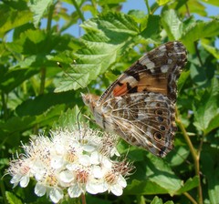Vanessa cardui