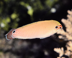 Halichoeres melasmapomus