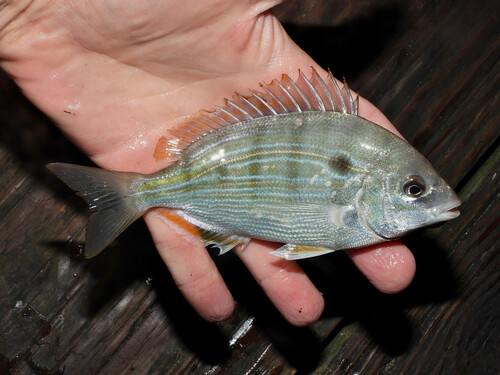Pinfish