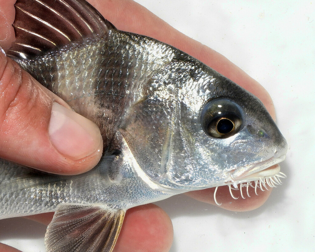 Banded drum (Pogonias cromis) — Sciaenidae