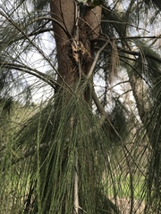 Pinus canariensis