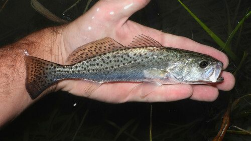 Spotted Seatrout