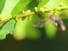 Bridelia cathartica