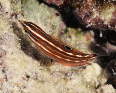 Halichoeres biocellatus