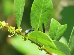 Bridelia cathartica