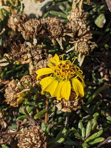 Image of Deinandra clementina by (c) Aaron Kreisberg, some rights reserved (CC BY)