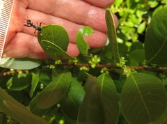 Bridelia cathartica