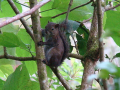 Sciurus deppei