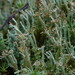 Organ-pipe Lichen - Photo (c) Hans, some rights reserved (CC BY-NC), uploaded by Hans