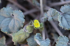 Mohavea breviflora