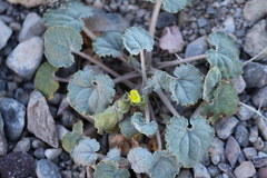 Mohavea breviflora