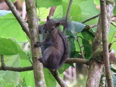 Sciurus deppei