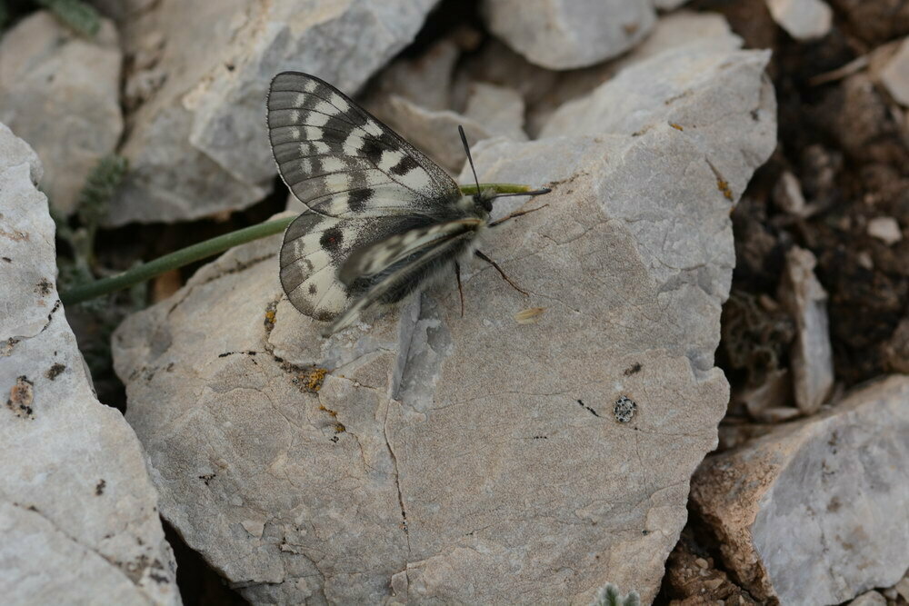 Karakoram Banded Apollo