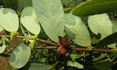 Bridelia cathartica