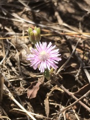 Trichodiadema setuliferum