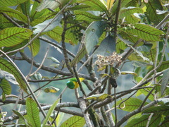 Chlorophonia occipitalis