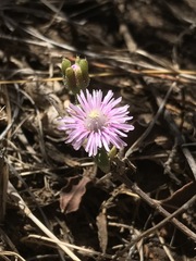 Trichodiadema setuliferum