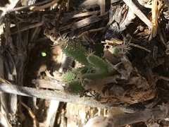 Trichodiadema setuliferum