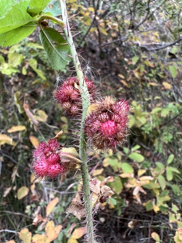 Spiny Leaf Gall Wasp photo 5