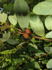 Bridelia cathartica