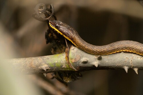 Painted Keelback, Xenochrophis cerasogaster
