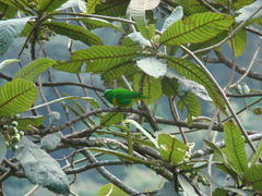 Chlorophonia occipitalis