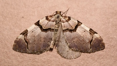 Anticlea derivata