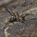 Rinnekiiltohämähäkki - Photo (c) Pascal Dubois, osa oikeuksista pidätetään (CC BY-NC), lähettänyt Pascal Dubois