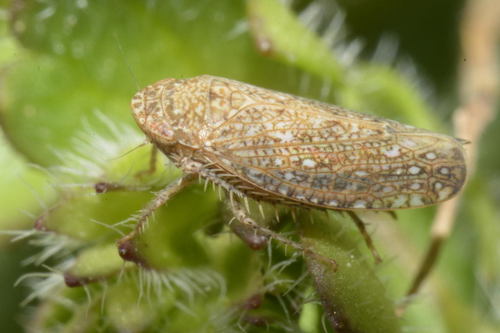 Genus Phlepsius · iNaturalist