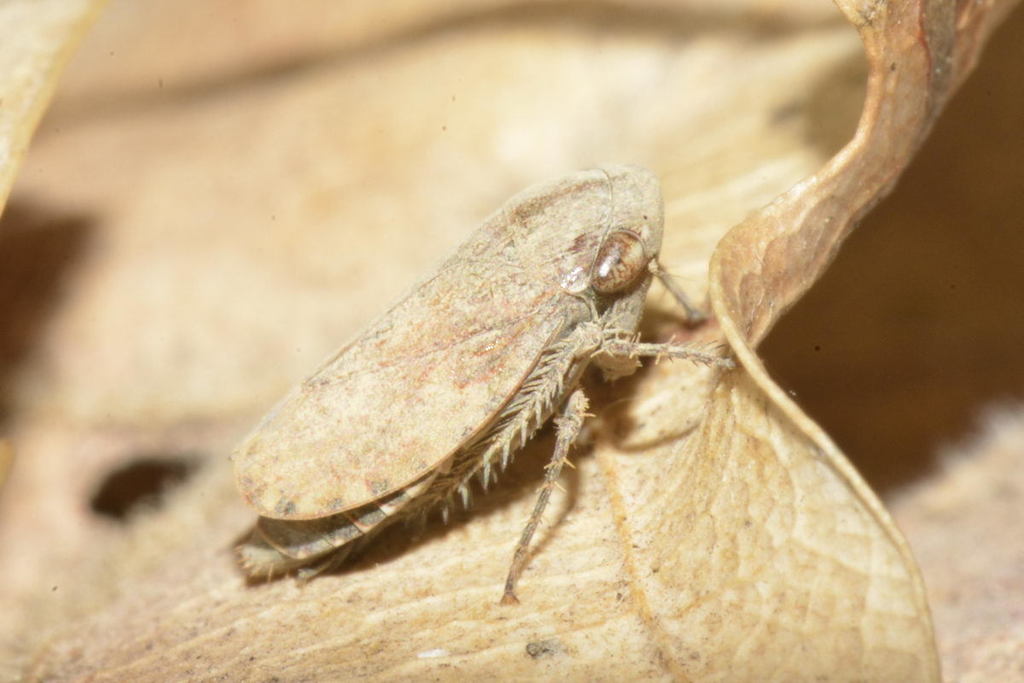 Goniagnathus