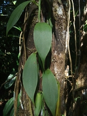 Vanilla trigonocarpa
