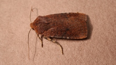 Conistra staudingeri