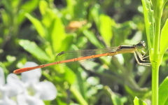 Agriocnemis falcifera