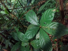 Duroia costaricensis