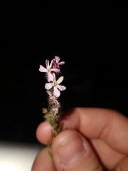 Silene gallica
