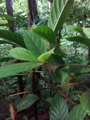 Duroia costaricensis